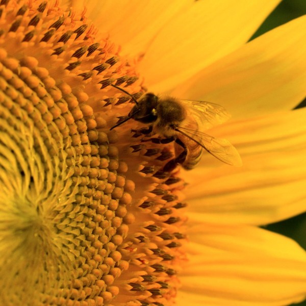 Bee on yellow flower