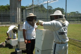 prison-program-opening-bee-boxes