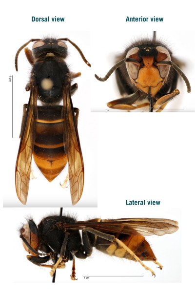 Vespa volutina and honey bee